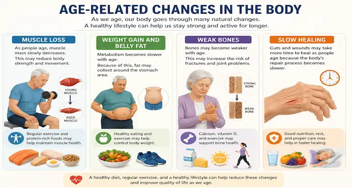 Healthy aging infographic showing muscle loss, weight gain, weak bones, and slow healing in the human body during aging